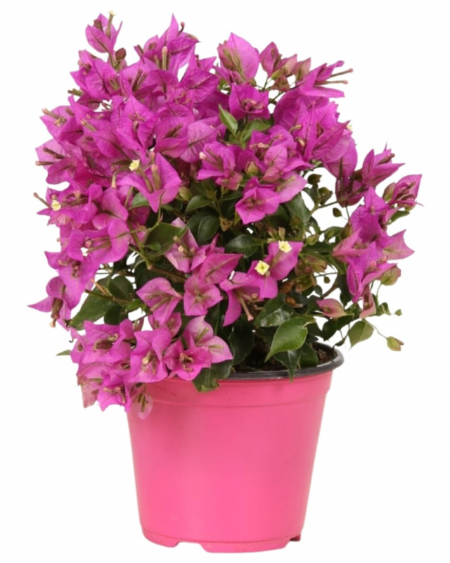 BOUGAINVILLIER BUISSON