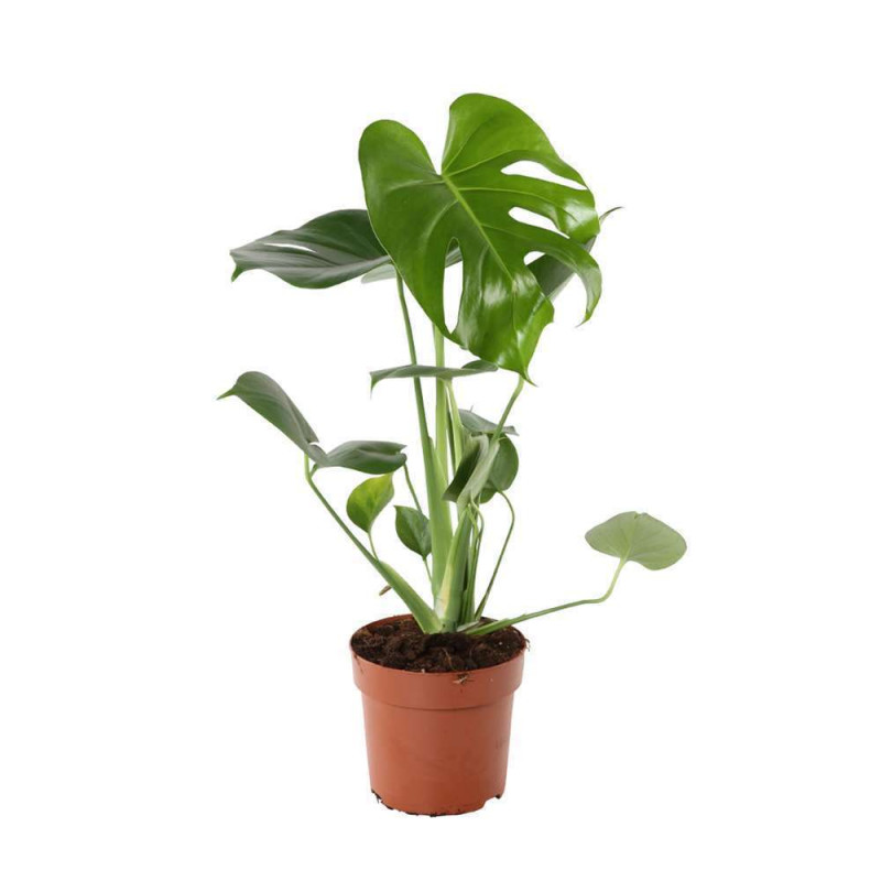 Monstera deliciosa:H 45/50 cm pot D14 cm