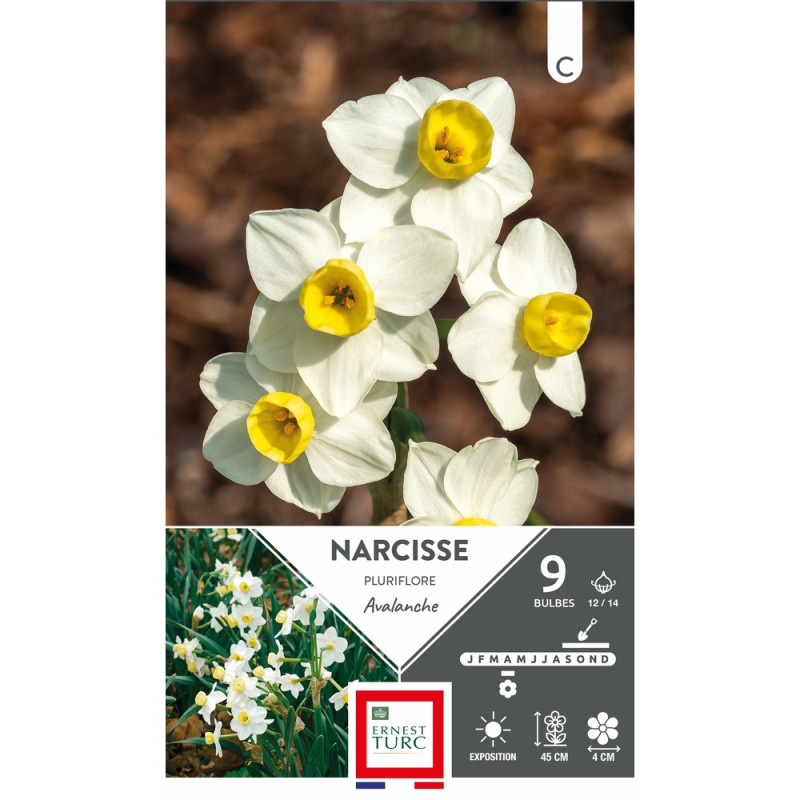 Narcisse pluriflore 'Avalanche', calibre 12/14 : x
