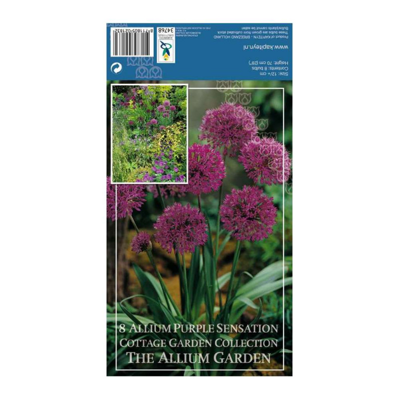 Allium purple sensat 12+x8 kap