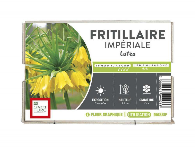 Fritillaire Imperiale Lutea : cal.24