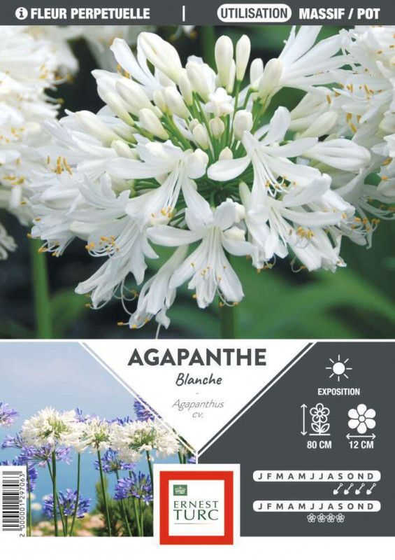 Bulbe d'agapanthe blanche - x1