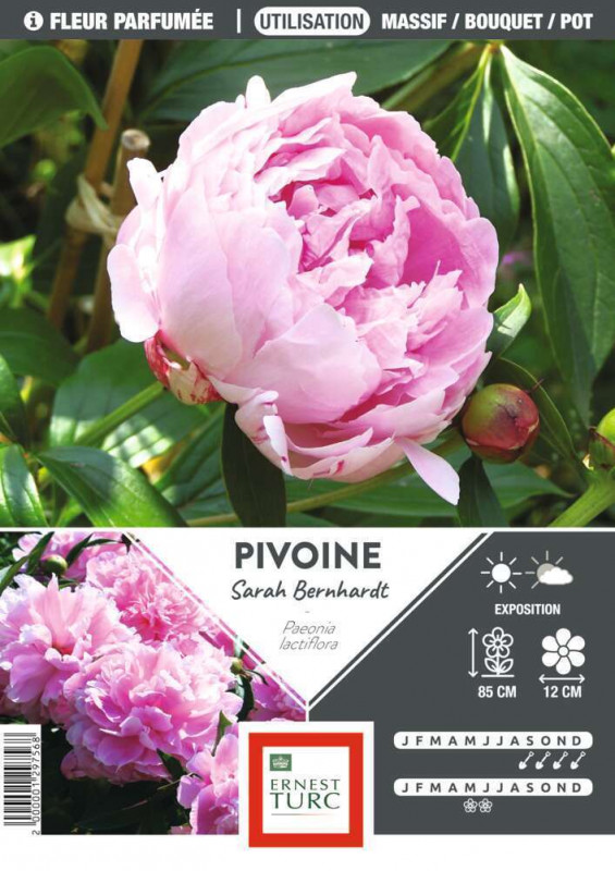 Pivoine Sarah Bernhardt I : 1 bulbe