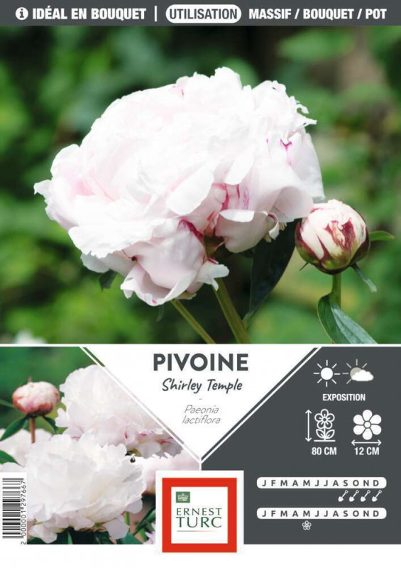 Pivoine Shirley Temple : blanche, 1 bulbe