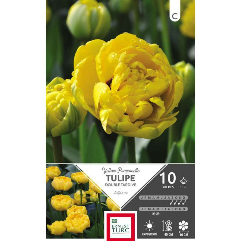 Tulipe double tardive Yellow Pomponette x10