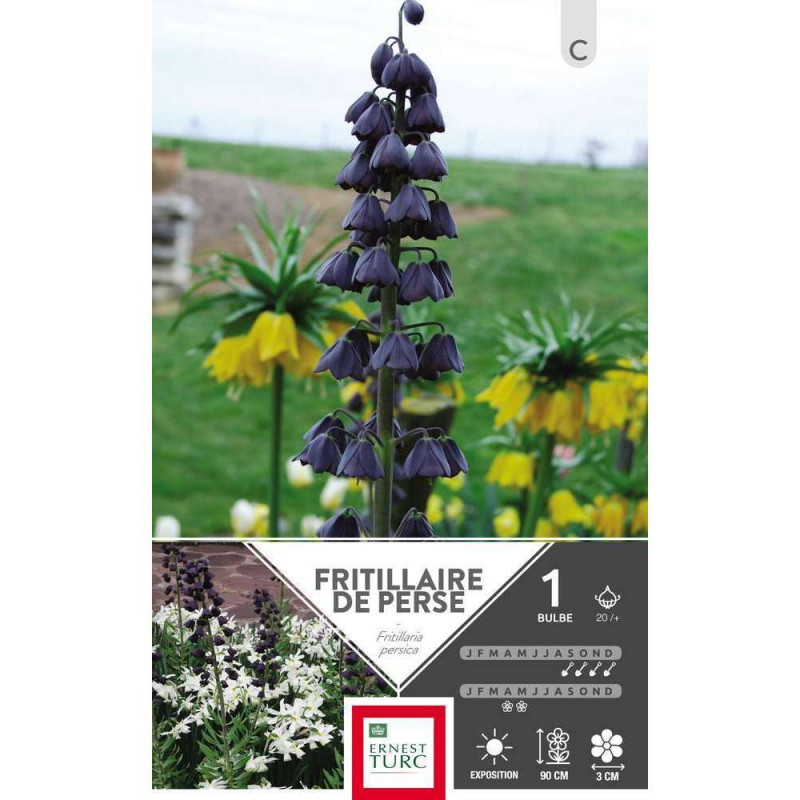 Bulbe de fritilaire persica - x1