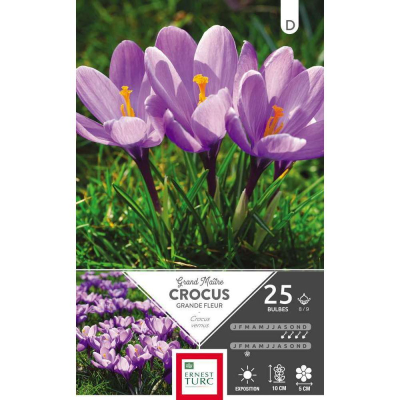 Bulbes de crocus à grandes fleurs 'Grand Maître' -