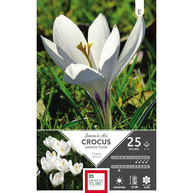 Crocus Jeanne d'Arc : cal.8/9 x 25