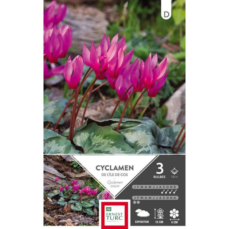 Cyclamen coum rose