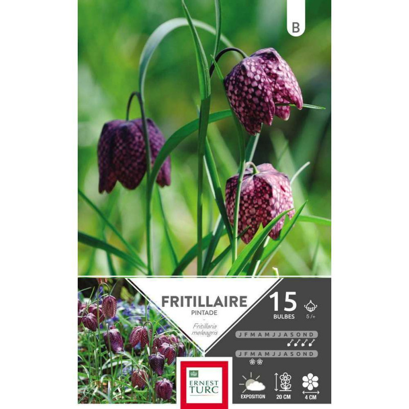 Bulbes de fritilaires meleagris - x15
