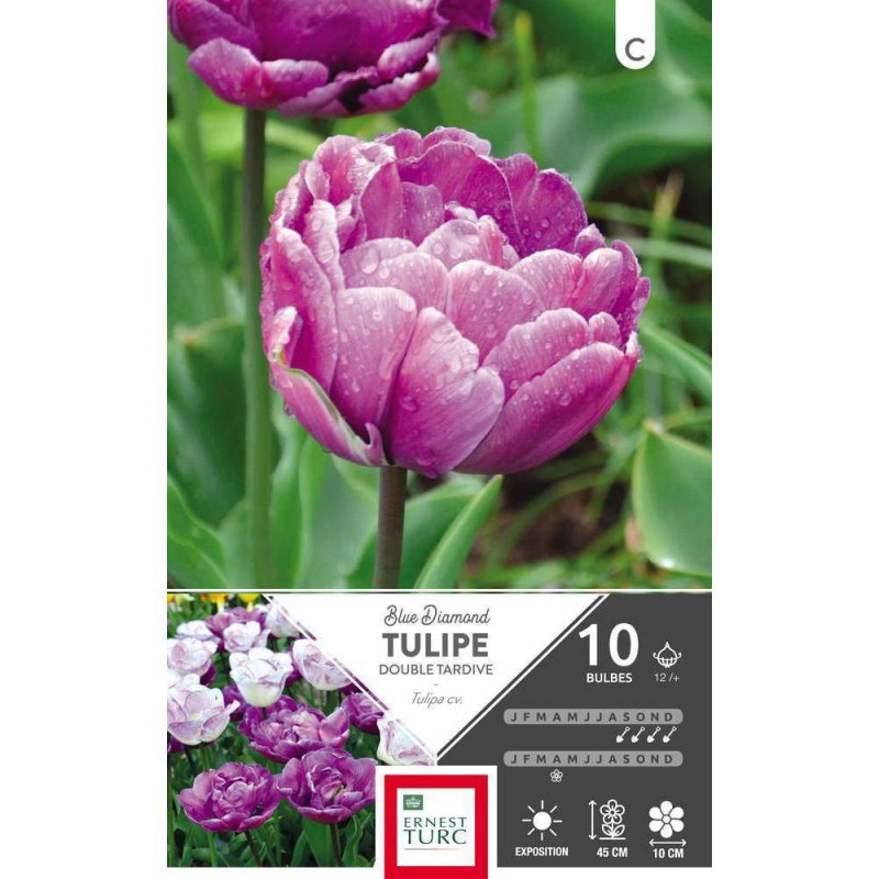 Tulipe Blue Diamond