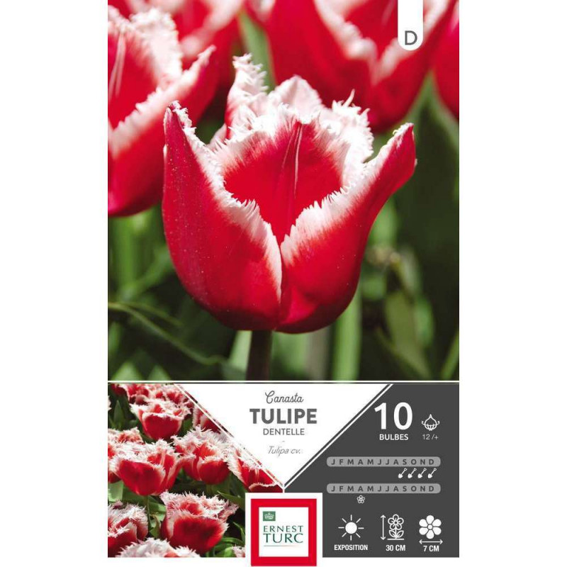 Bulbes de tulipes dentelle 'Canasta' - x10