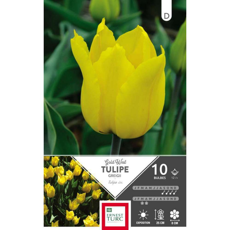 Tulipe Gold West