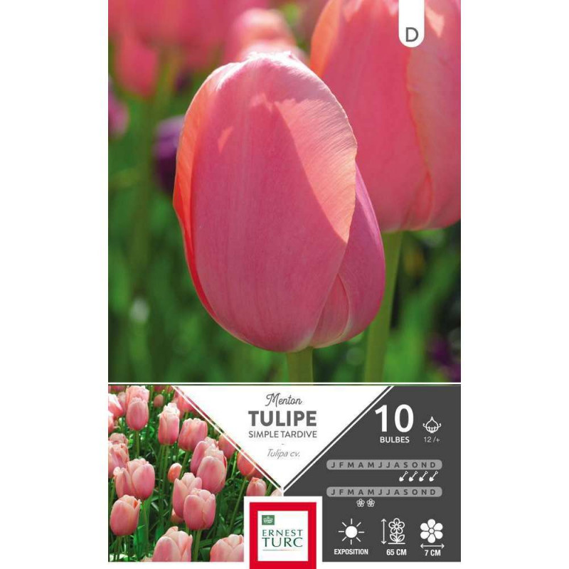 Tulipe Menton