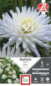 Dahlia Cactus Orion Fdf I X1