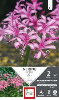 Nerine Bowdenii 12/+ X2