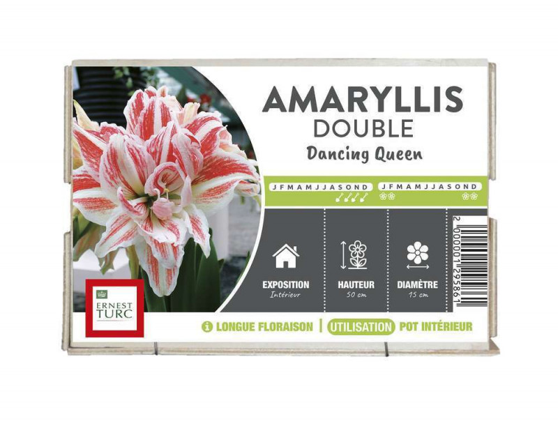 Bulbe d'amaryllis 'Dancing Queen' - x1