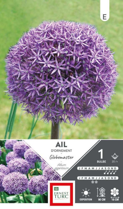 Bulbe d'allium haut globemaster - x1
