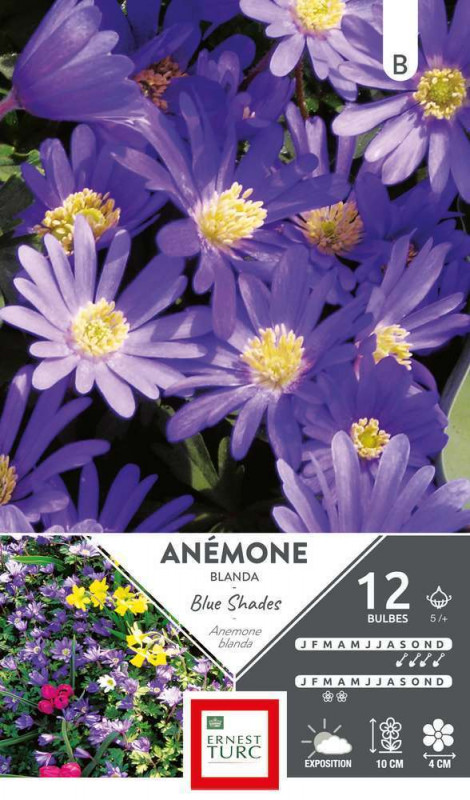 Bulbes d'anemones blanda 'Blue Shades' - x12
