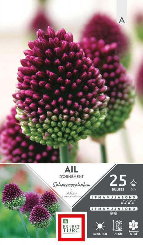 Bulbes d'allium sphaerocephalum - x25