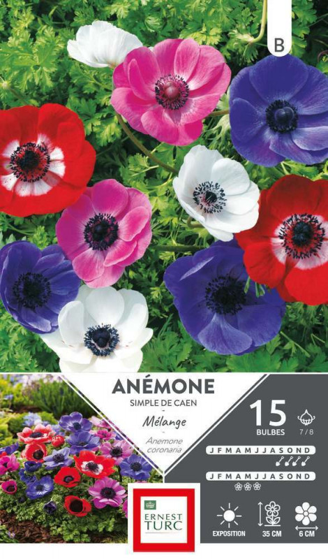 Bulbes d'anemones simples 'De Caen' - x15