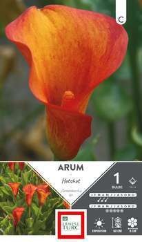 Bulbe arum Hotshot 14/+ X1