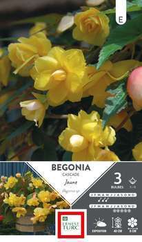 Bulbes bégonia cascade jaune 5/6 x3