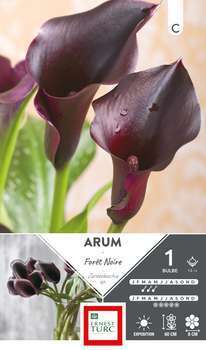 Bulbe arum Forêt Noire 14/+ x1