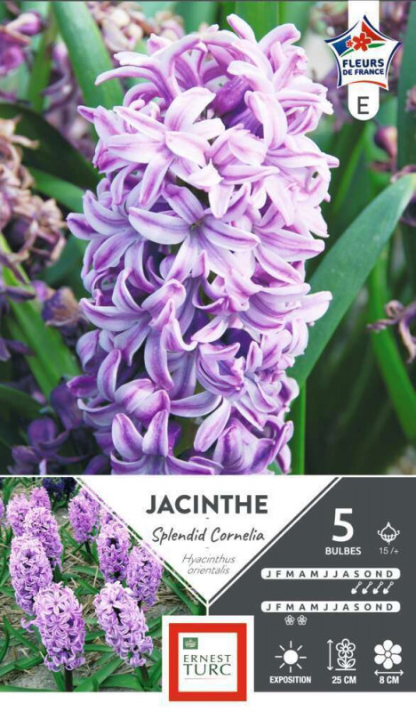 Bulbes de jacinthes 'Splendid Cornelia' - x5