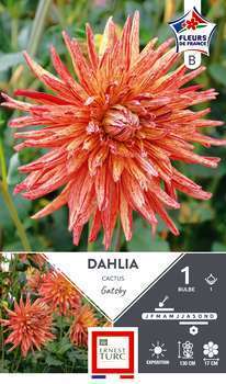 Dahlia Cactus Gatsby Fdf I X1