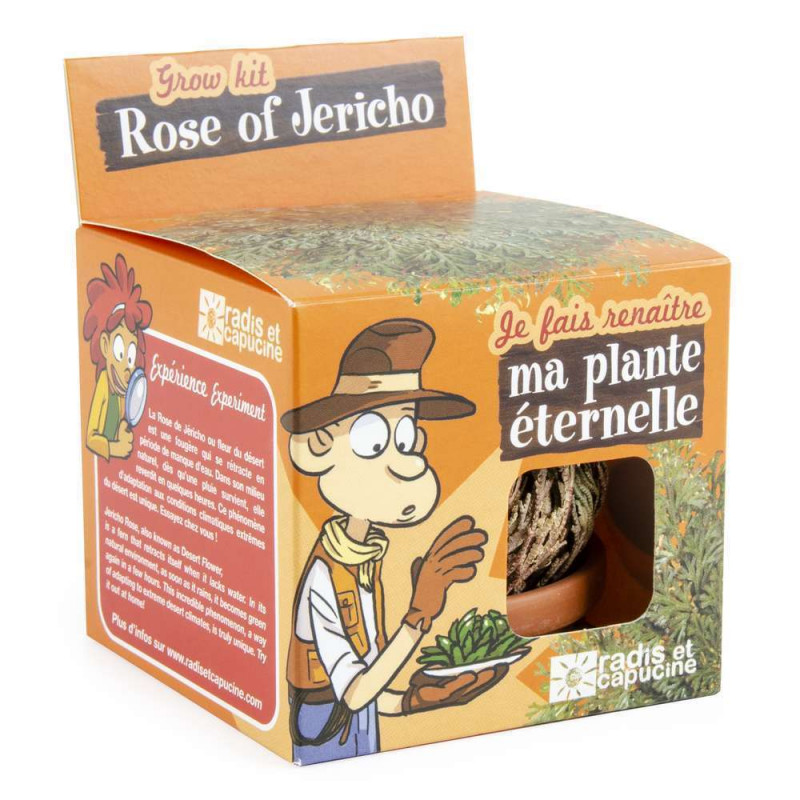 Rose de jericho, plante éternelle