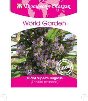 Echium Pininana graines en sachet