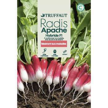 Graines de radis apache hybride F1 en sachet