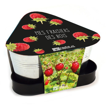 Kit 3 pots fraisiers Bio