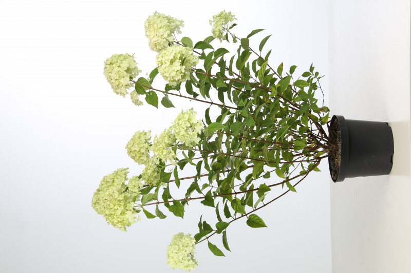 HYDRANGEA PANICULATA C5L
