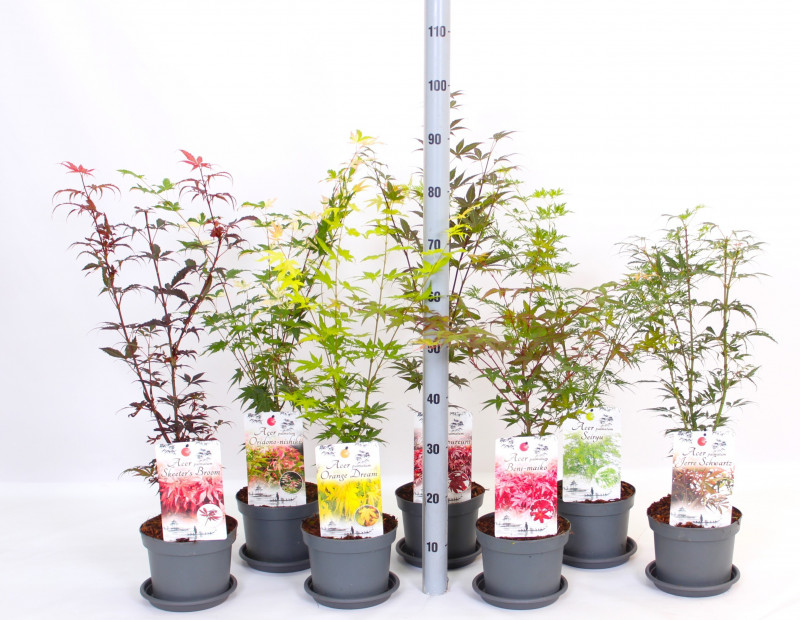 ACER PALMATUM C3L
