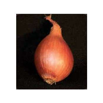 Bulbes d'échalotes 'Mikor' en filet - 250 g