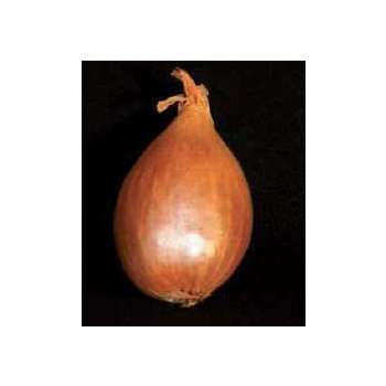 Bulbes d'échalotes 'Jermor' en filet - 250 g