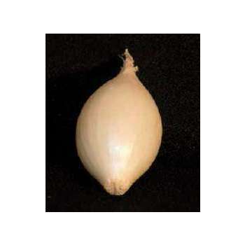 Bulbes d'oignons blancs 'Snowball' en filet - 250