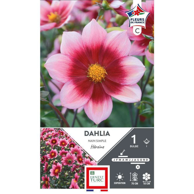 Bulbe de Dahlia Nain Simple Heroine I x 1