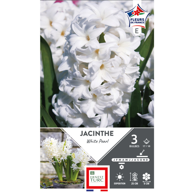 Bulbes de Jacinthe white pearl 15/+ x 5