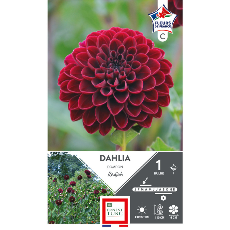 Bulbe de Dahlia pompon Radjah x1