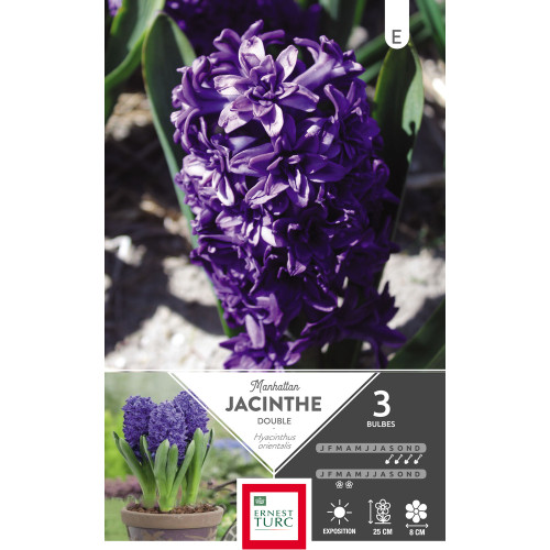 Bulbes de jacinthe 'Manhattan' fleurs de France ca