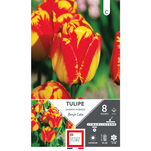 Bulbes de Tulipes Darwin hybride Banja luka - colo