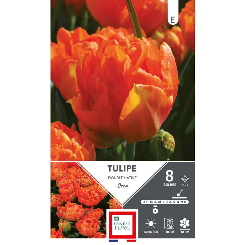 Bulbes de Tulipes doubles hâtive Orca - coloris or