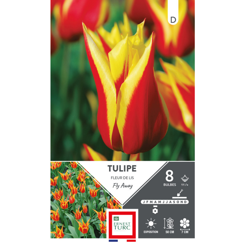 Bulbes de Tulipes fleur de lys Fly away - coloris