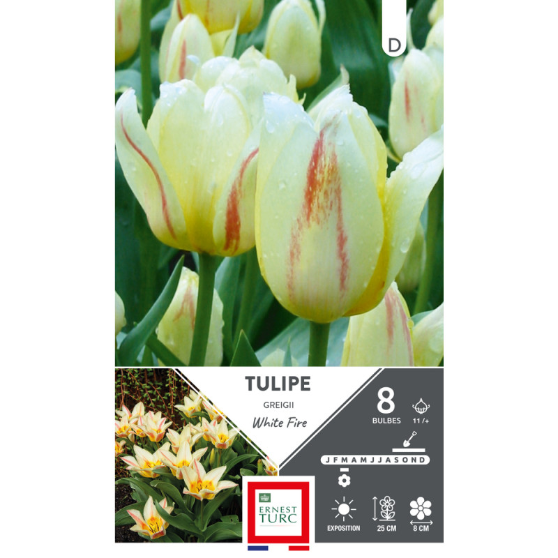 Bulbes de Tulipes Greigii white fire - coloris mix