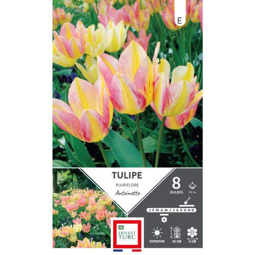 Bulbes de Tulipes pluriflore Antoinette - coloris
