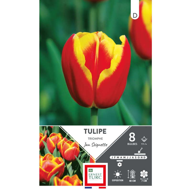 Bulbes de Tulipes Triomphe Jean Seignette - colori
