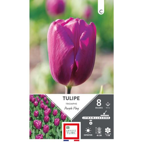Bulbes de Tulipes Triomphe purple flag - coloris r